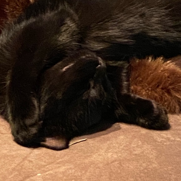 Meet your Posher, Samantha - Picture 1 of 1